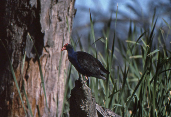 Purple Swamphen