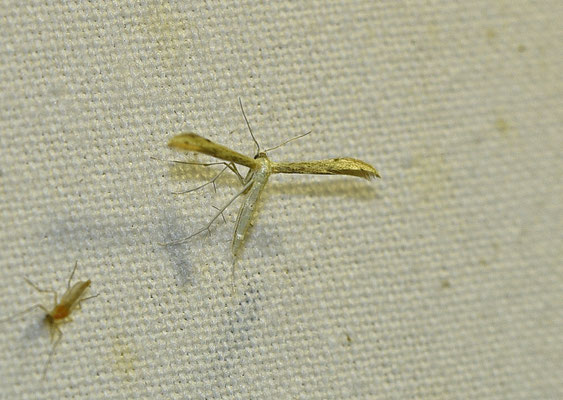 Adaina microdactyla - Dwergvedermot