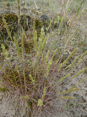 Koeleria albescens - Duinfakkelgras