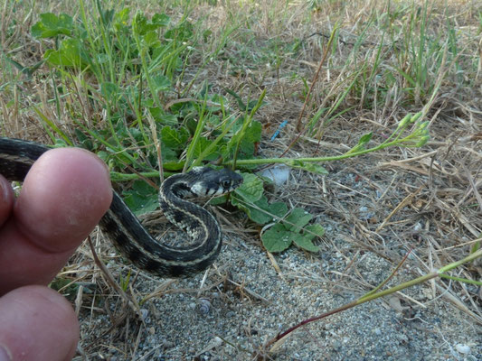 Natrix persa persa