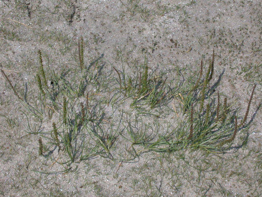 Triglochin maritima - Schorrezoutgras