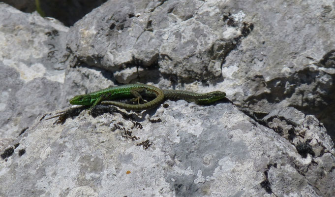 Iberolacerta monticola, paar