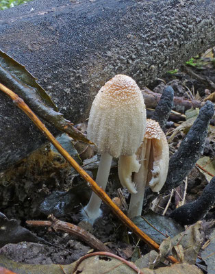 Coprinellus xanthothrix - Kleine viltinktzwam