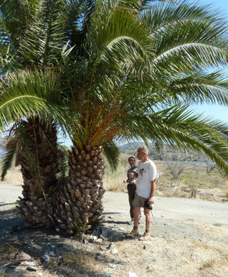 Ruud en Ronald bij een dadelpalm