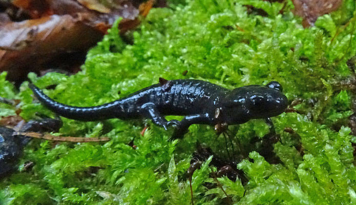 Salamandra atra - Alpensalamander