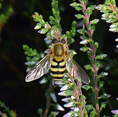 Syrphus species