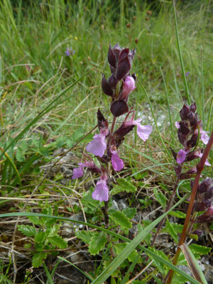 Teucrium chamaedrys - Echte gamander