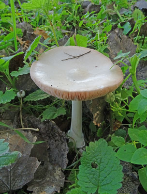 Volvariella gloiocephala - Gewone beurszwam