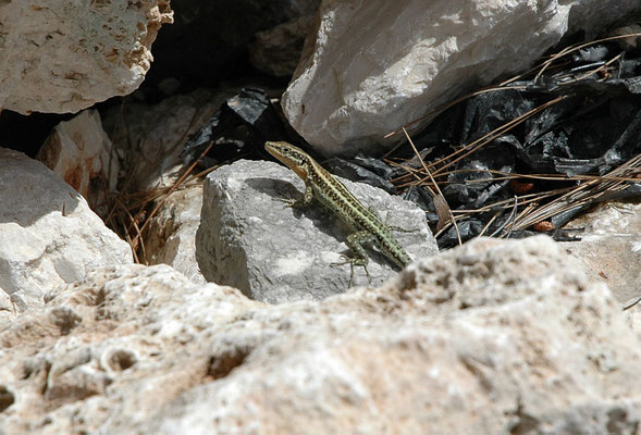 Lacerta oertzeni pelasgiana
