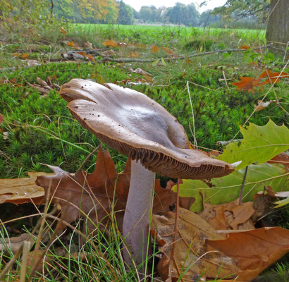 Cortinarius livodoochraceus - Rimpelige gordijnzwam
