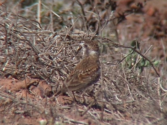 Chestnut-backed Lark
