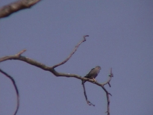 Grey Falcon