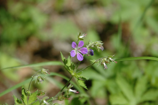 Geranium pratense - Beemdooievaarsbek