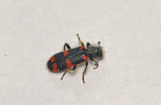 Trichodes favarius