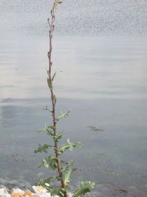 Lactuca serriola - Kompassla