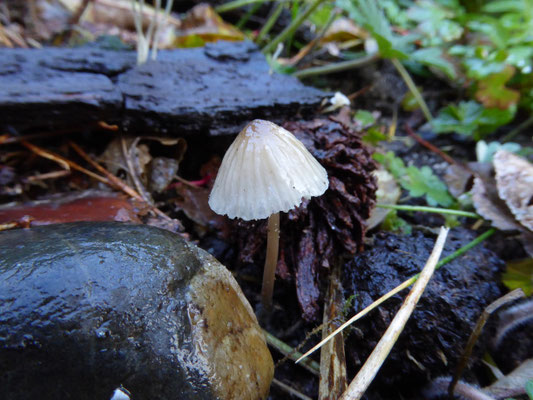 Mycena galopus - Melksteelmycena