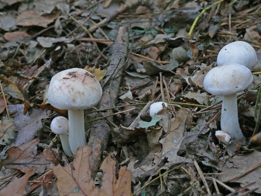 Collybia maculata - Roestvlekkencollybia
