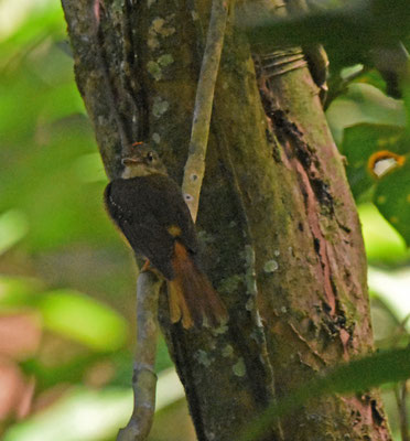 Royal Flycatcher