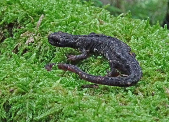 Noordelijke brilsalamander (Salamandrina perspicillata)