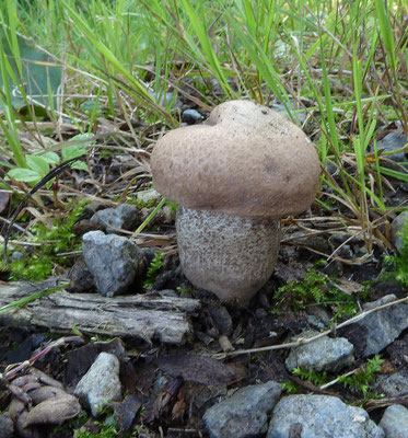 Leccinum duriusculum - Harde populierboleet