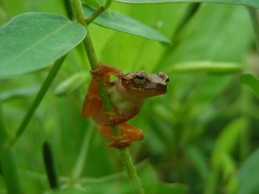 Dendropsophus minusculus - Rivero's Tiny Tree Frog