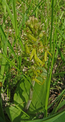 Grote keverorchis