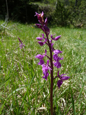 Anacamptis laxiflora - IJle orchis