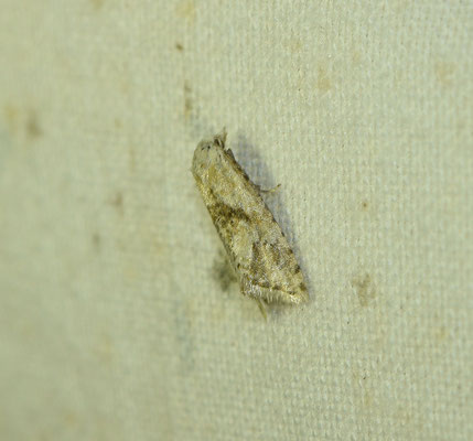 Cochylimorpha straminea - Knoopkruidbladroller