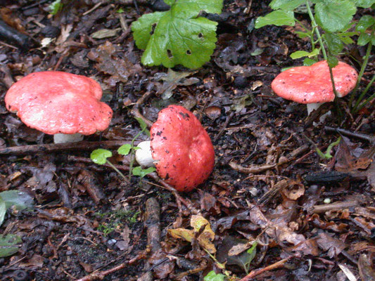 Russula mairei - Stevige braakrussula