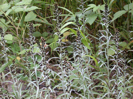 Omalotheca sylvatica - Bosdroogbloem