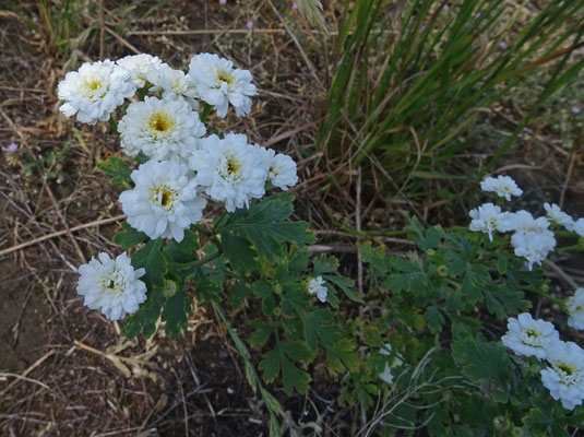 Tanacetum parthenium - Moederkruid