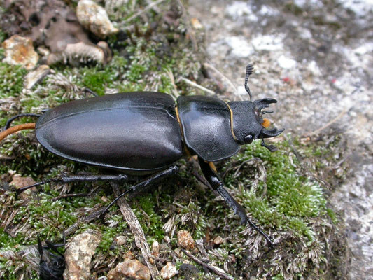 vliegend hert vrouw (Lucanus cervus)