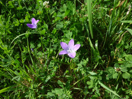 Campanula patula - Weideklokje