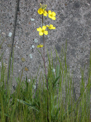 Diplotaxis tenuifolia - Grote zandkool