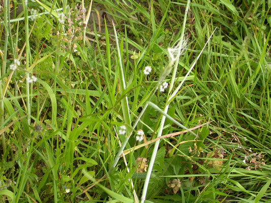 Valerianella  rimosa - Geoorde veldsla