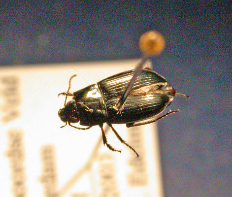 Amara plebeja