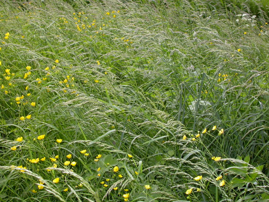 Arrhenatherum elatius - Glanshaver