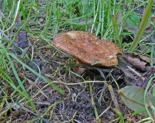 Paxillus rubicundulus - Elzenkrulzoom