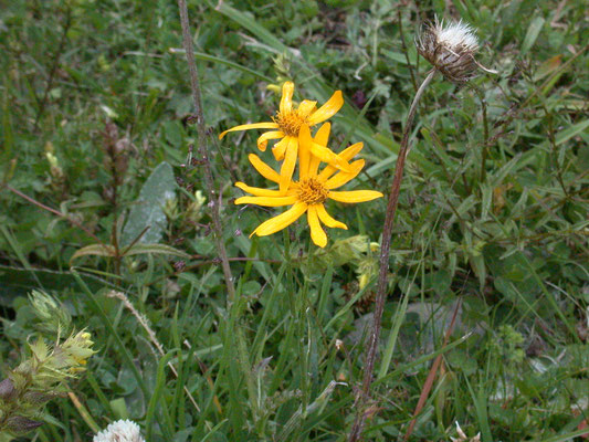 Senecio abrotanifolius