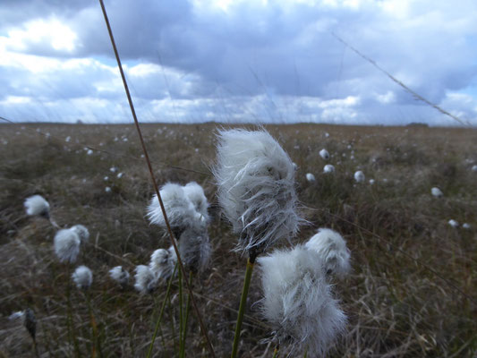Eenarig wollegras (Eriophorum vaginatum)