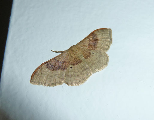 Idaea degeneraria - Bandstipspanner