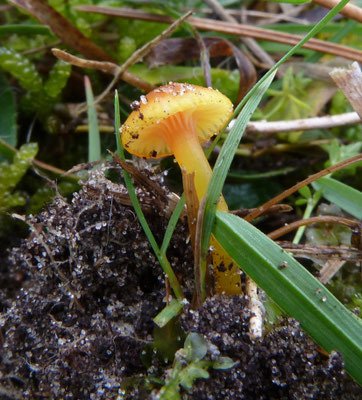 Hygrocybe insipida - Kabouterwasplaat