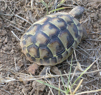 Testudo hermanni (Griekse landschildpad)