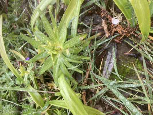 Eranthis hyemalis - Winterakoniet