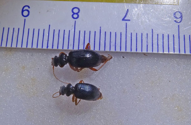 Leistus rufomarginatus - Bosbaardloper (b) en Leistus fulvibarbis - Zwartblauwe baardloper (o)