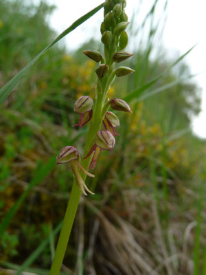 poppenorchis (Aceras anthropophorum)