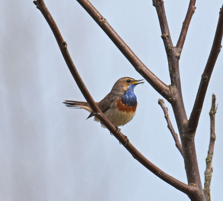 Blauwborst
