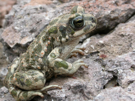 Groene pad