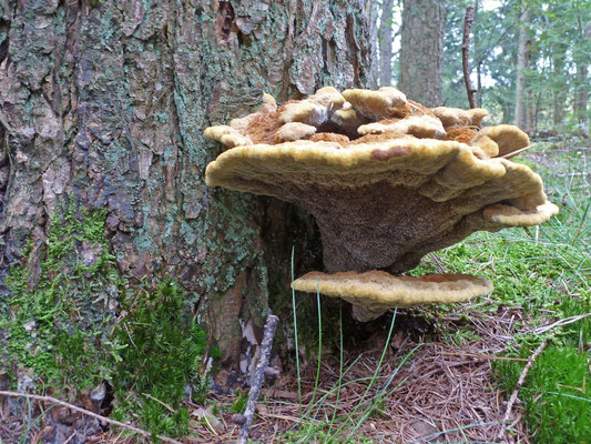 Phaeolus spadiceus - Dennenvoetzwam