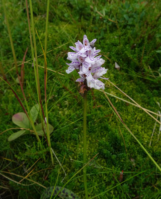 Gevlekte orchis